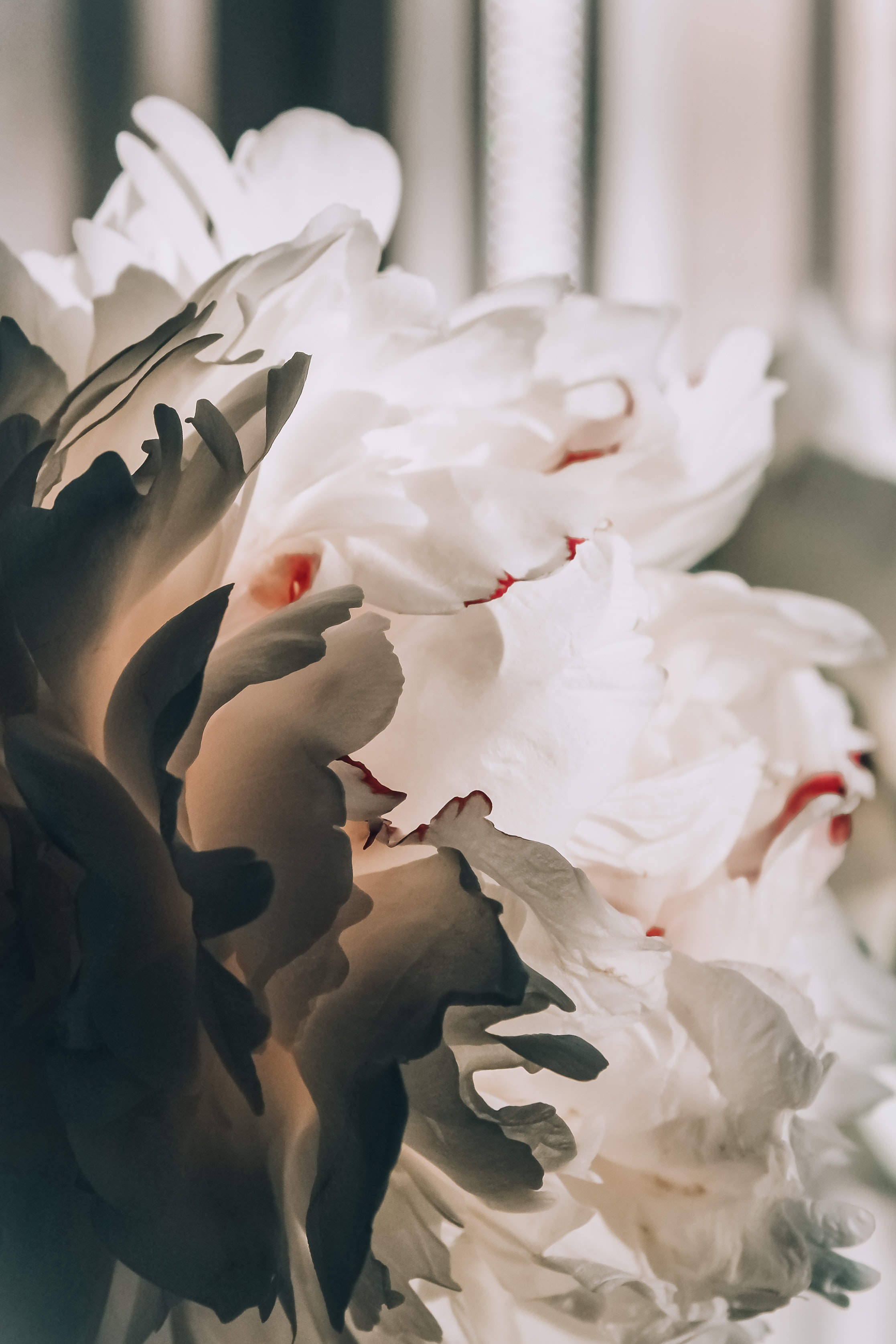 White Peonies Wallpapers