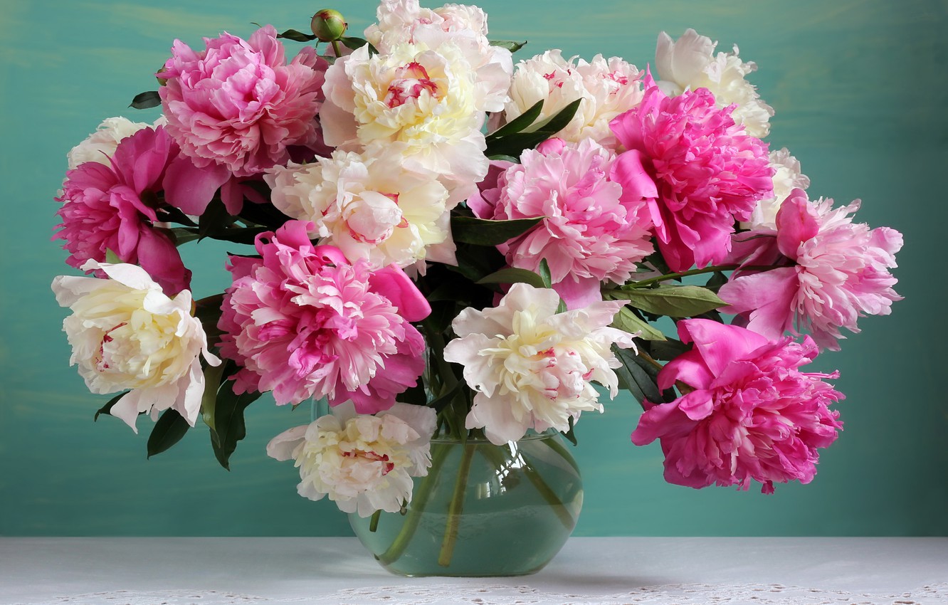 White Peonies Wallpapers