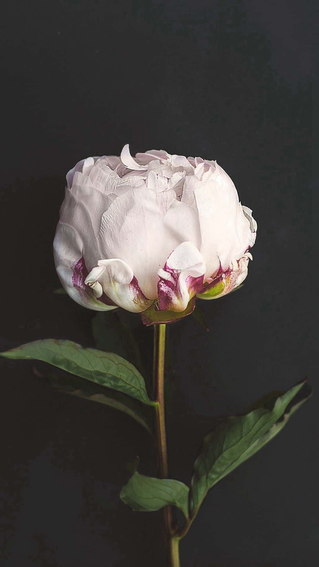 White Peonies Wallpapers