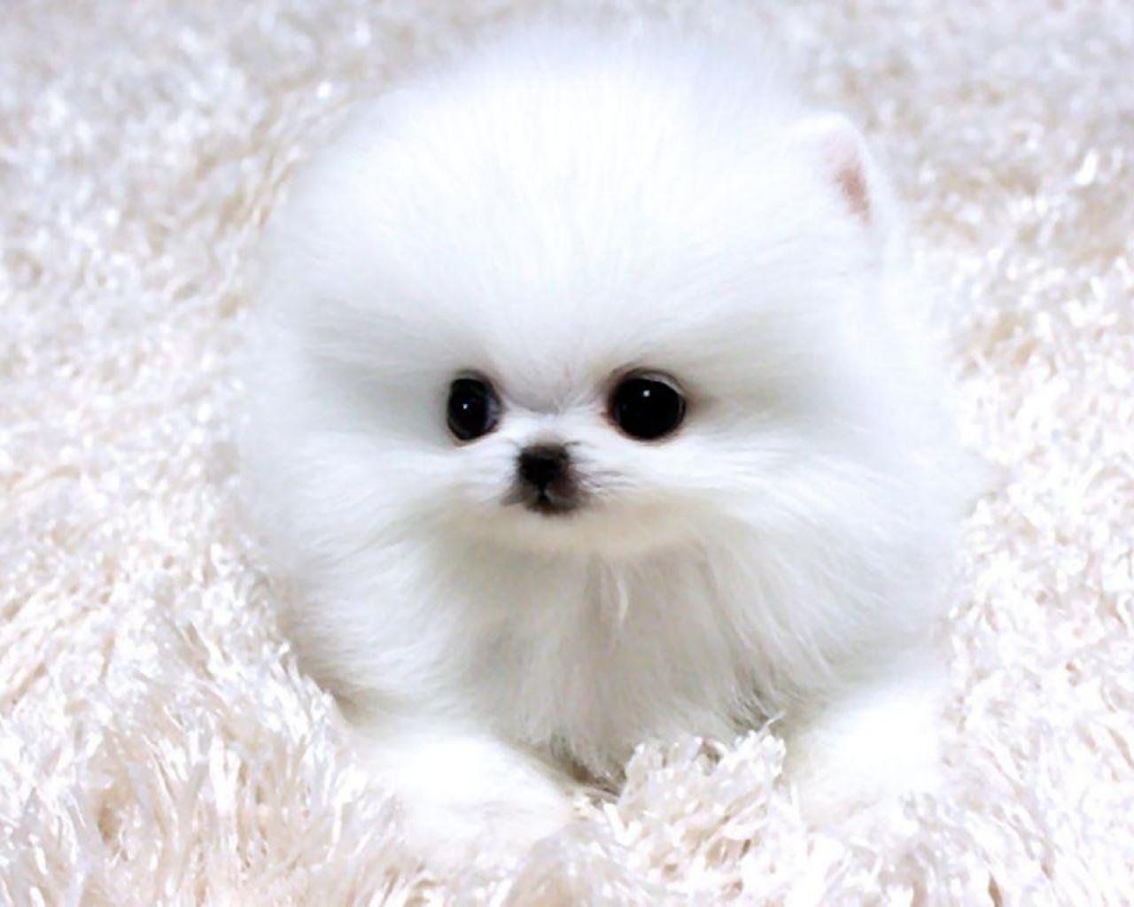 White Pomeranian Wallpapers