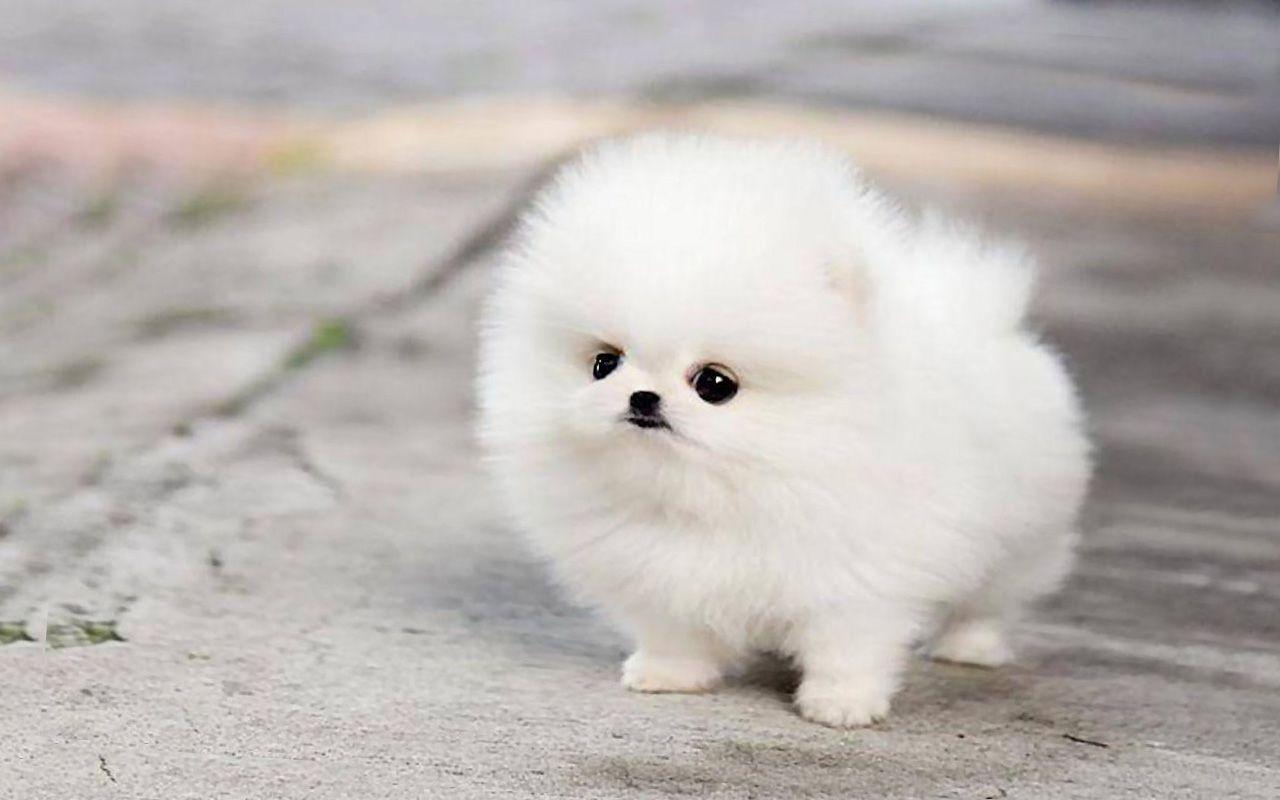 White Pomeranian Wallpapers