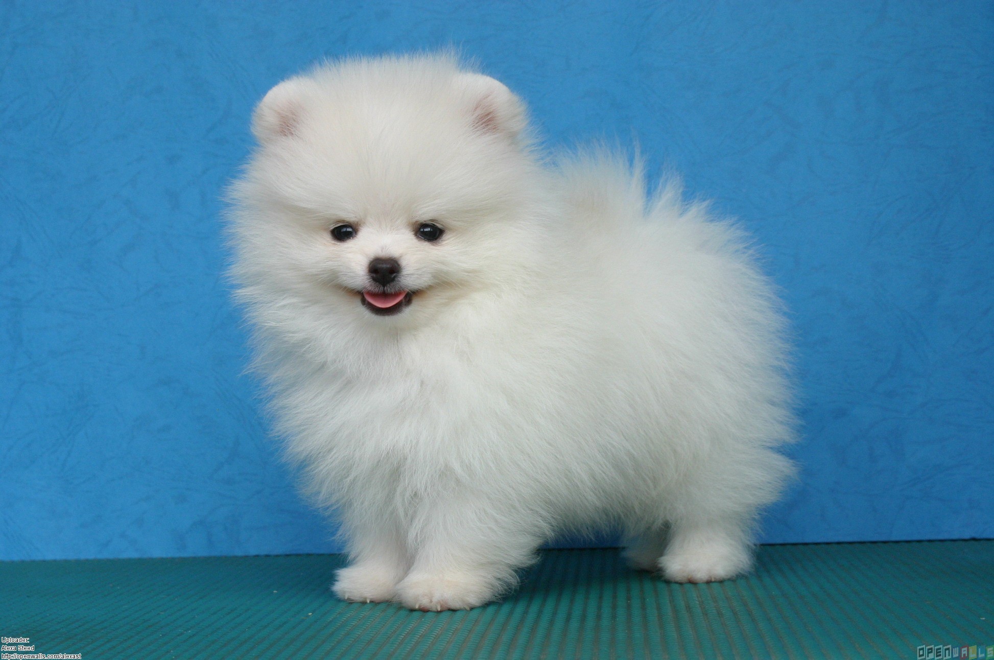 White Pomeranian Wallpapers