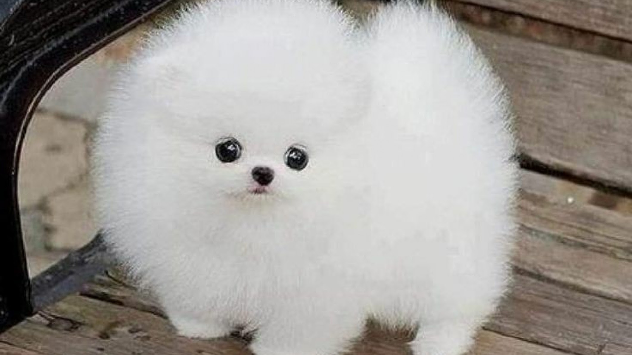 White Pomeranian Wallpapers