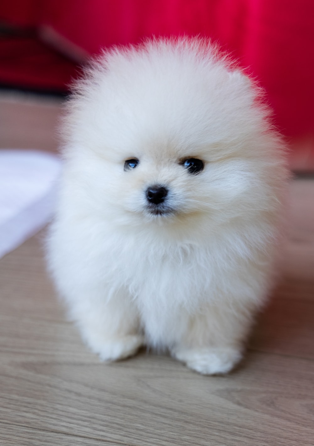 White Pomeranian Wallpapers