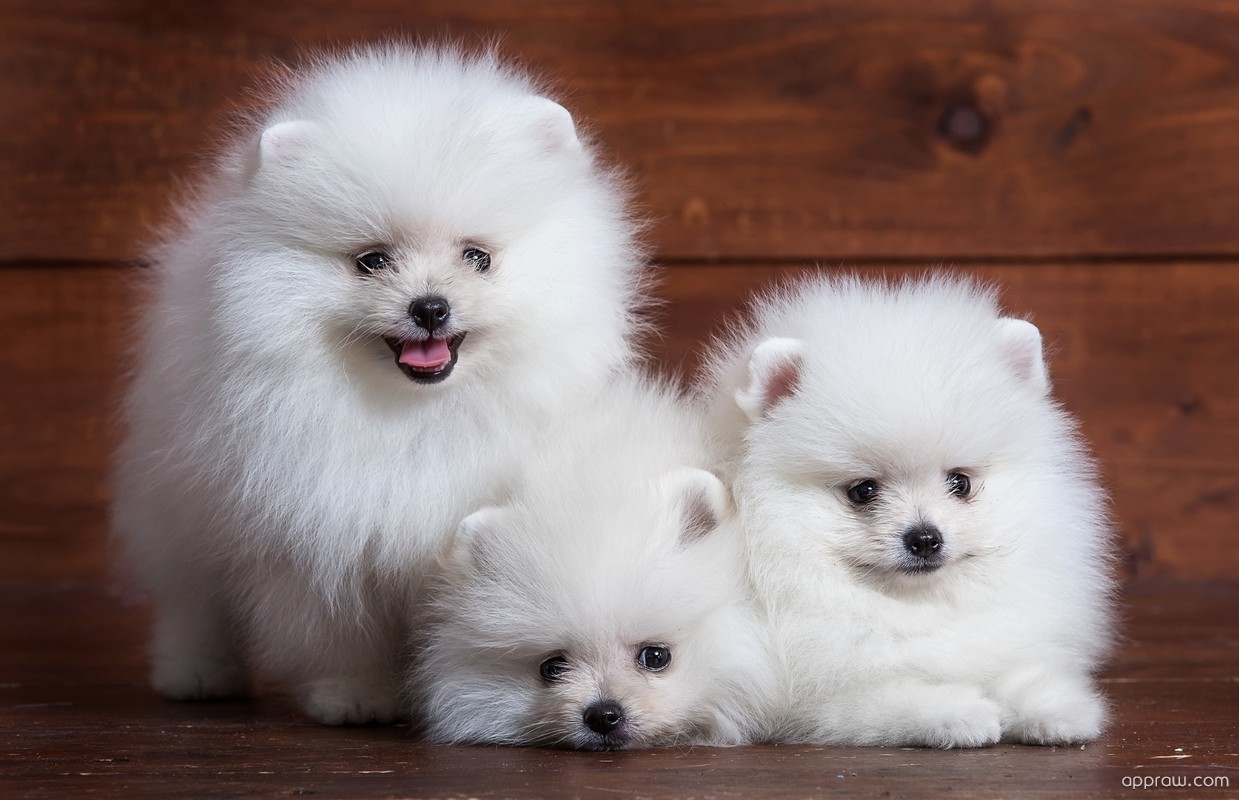 White Pomeranian Wallpapers