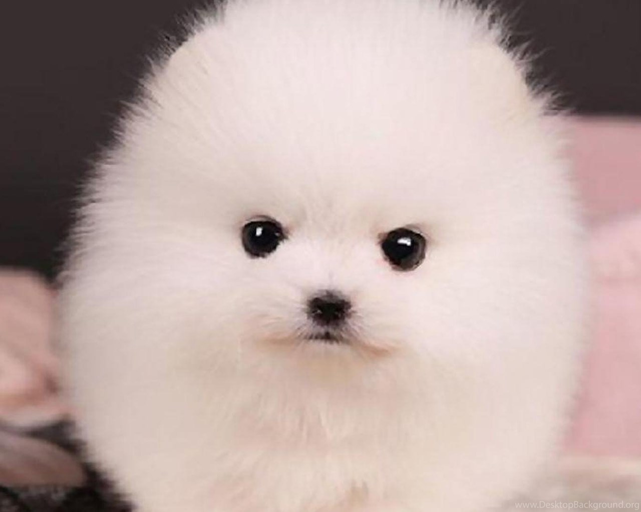 White Pomeranian Wallpapers