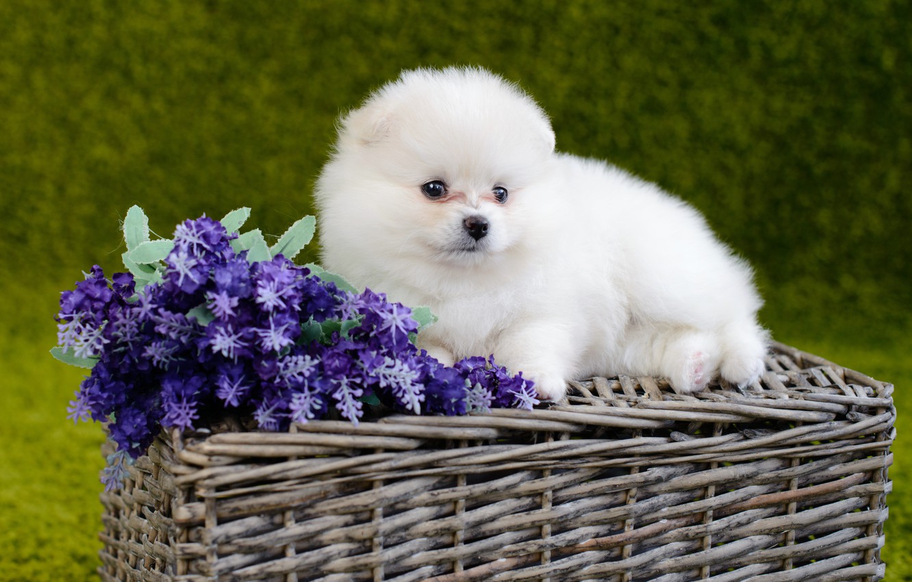 White Pomeranian Wallpapers