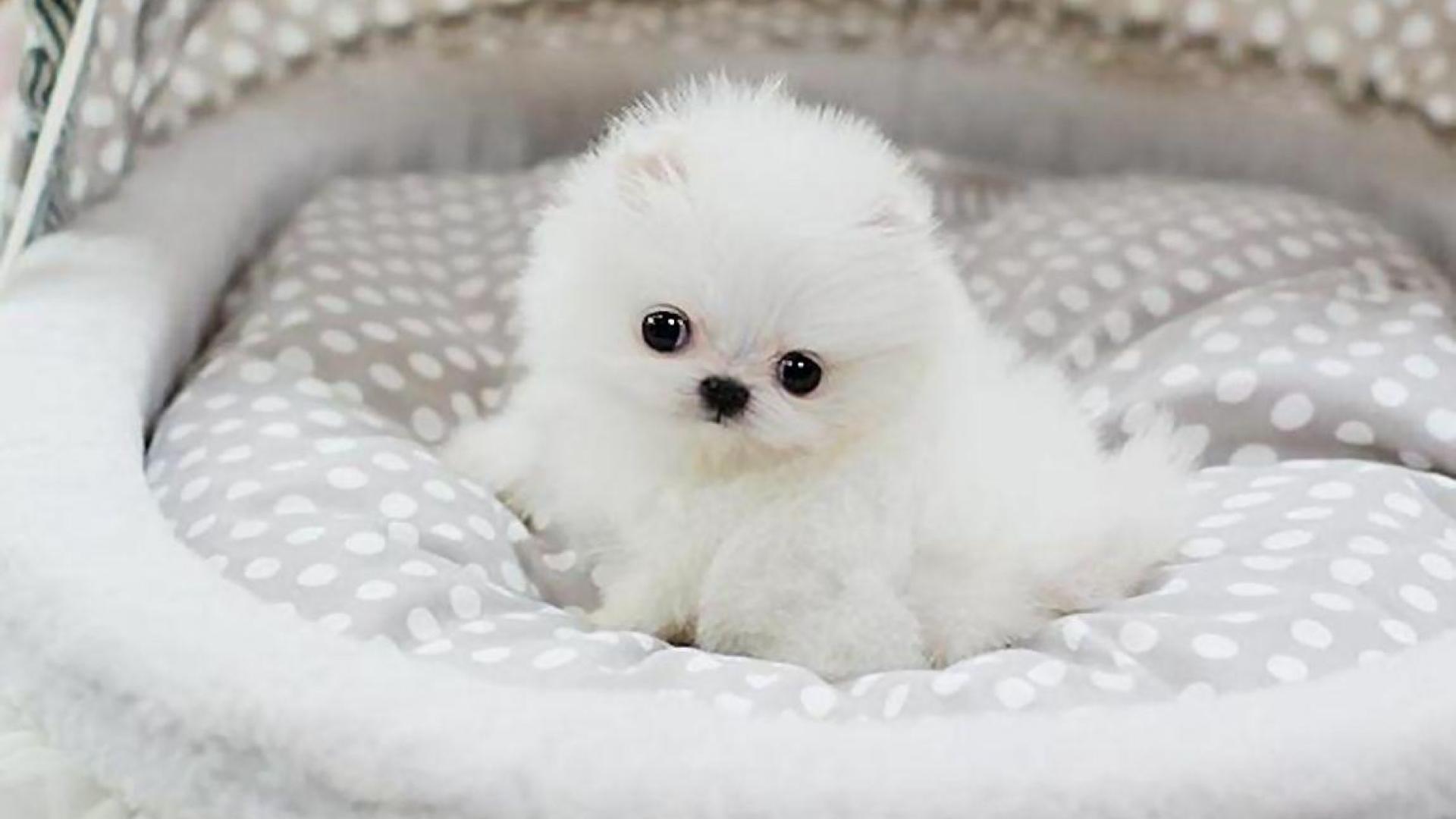 White Pomeranian Wallpapers