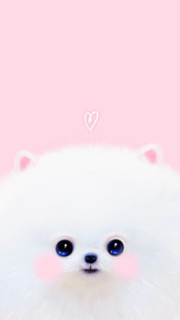 White Pomeranian Wallpapers