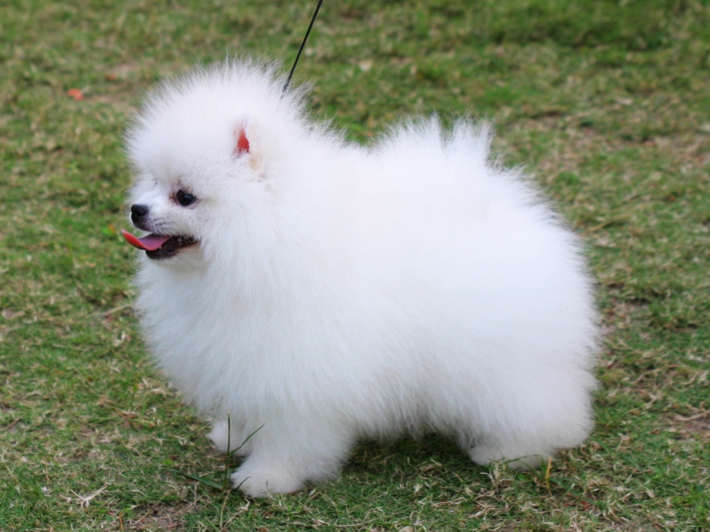 White Pomeranian Wallpapers