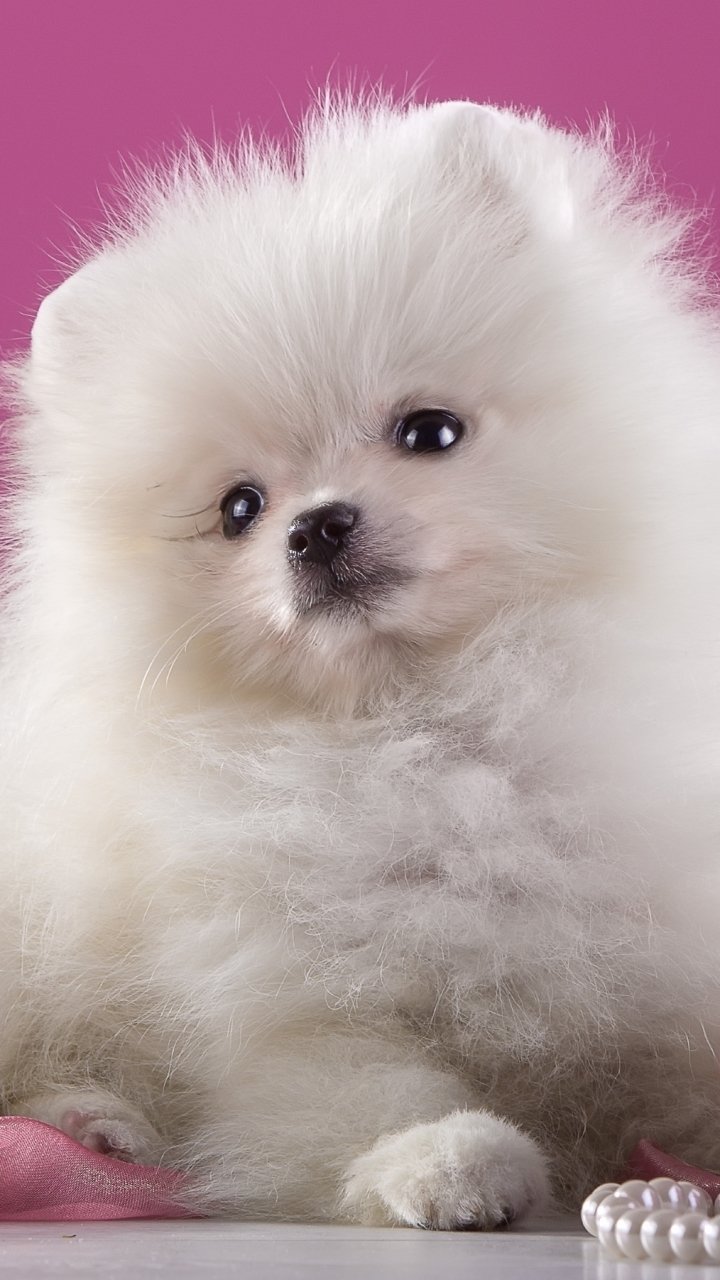 White Pomeranian Wallpapers