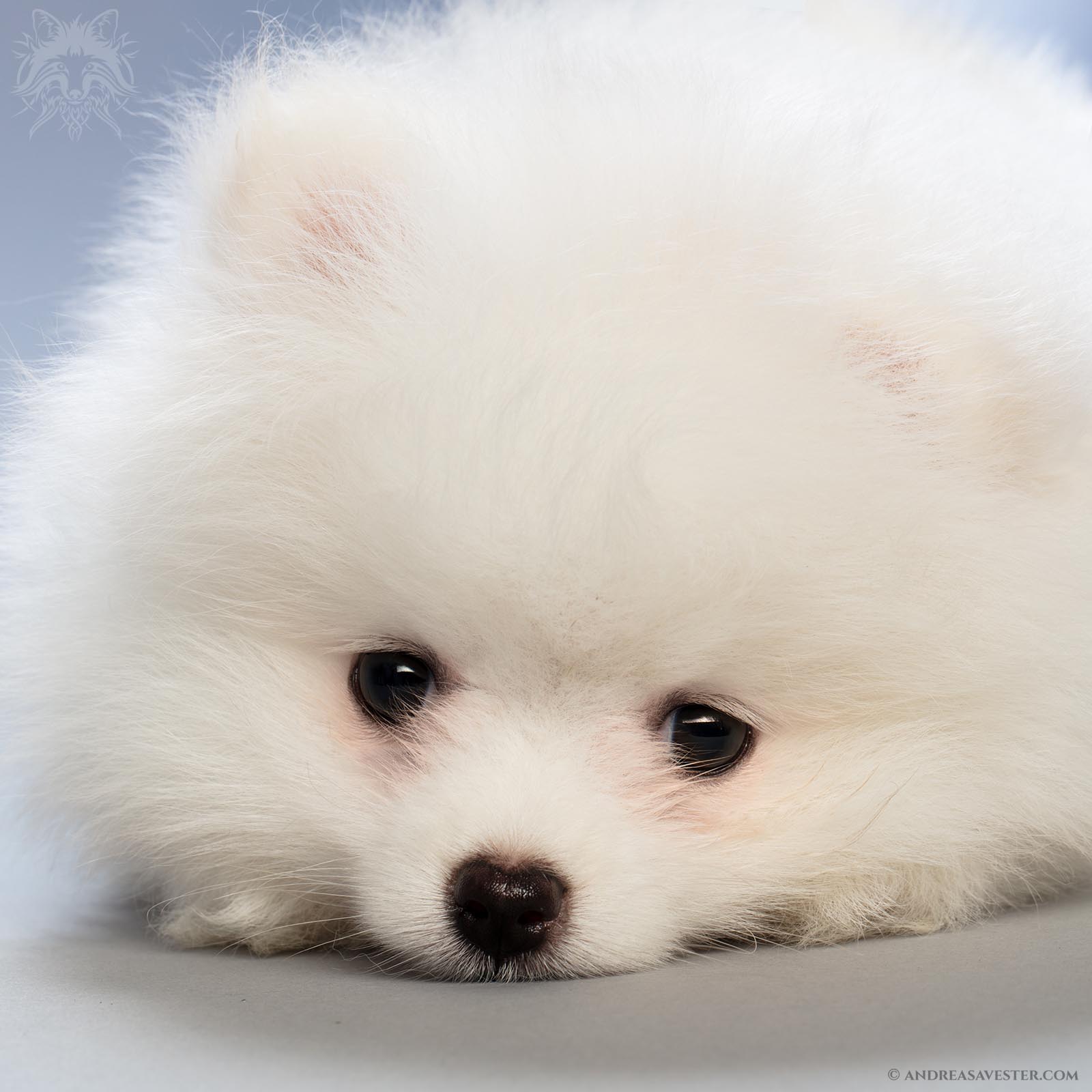 White Pomeranian Wallpapers