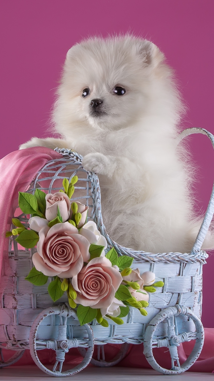 White Pomeranian Wallpapers