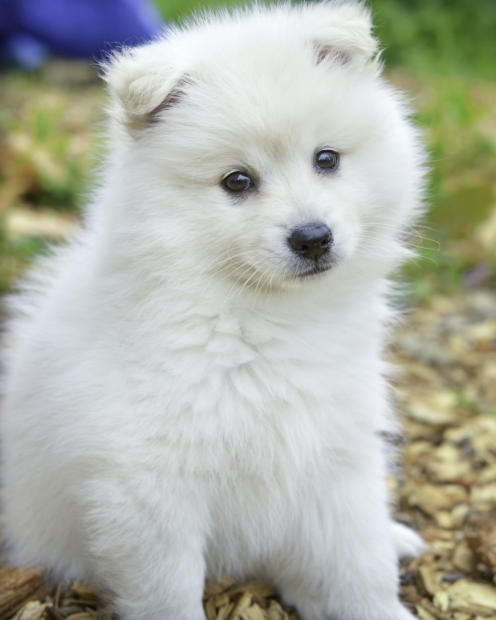 White Pomeranian Wallpapers