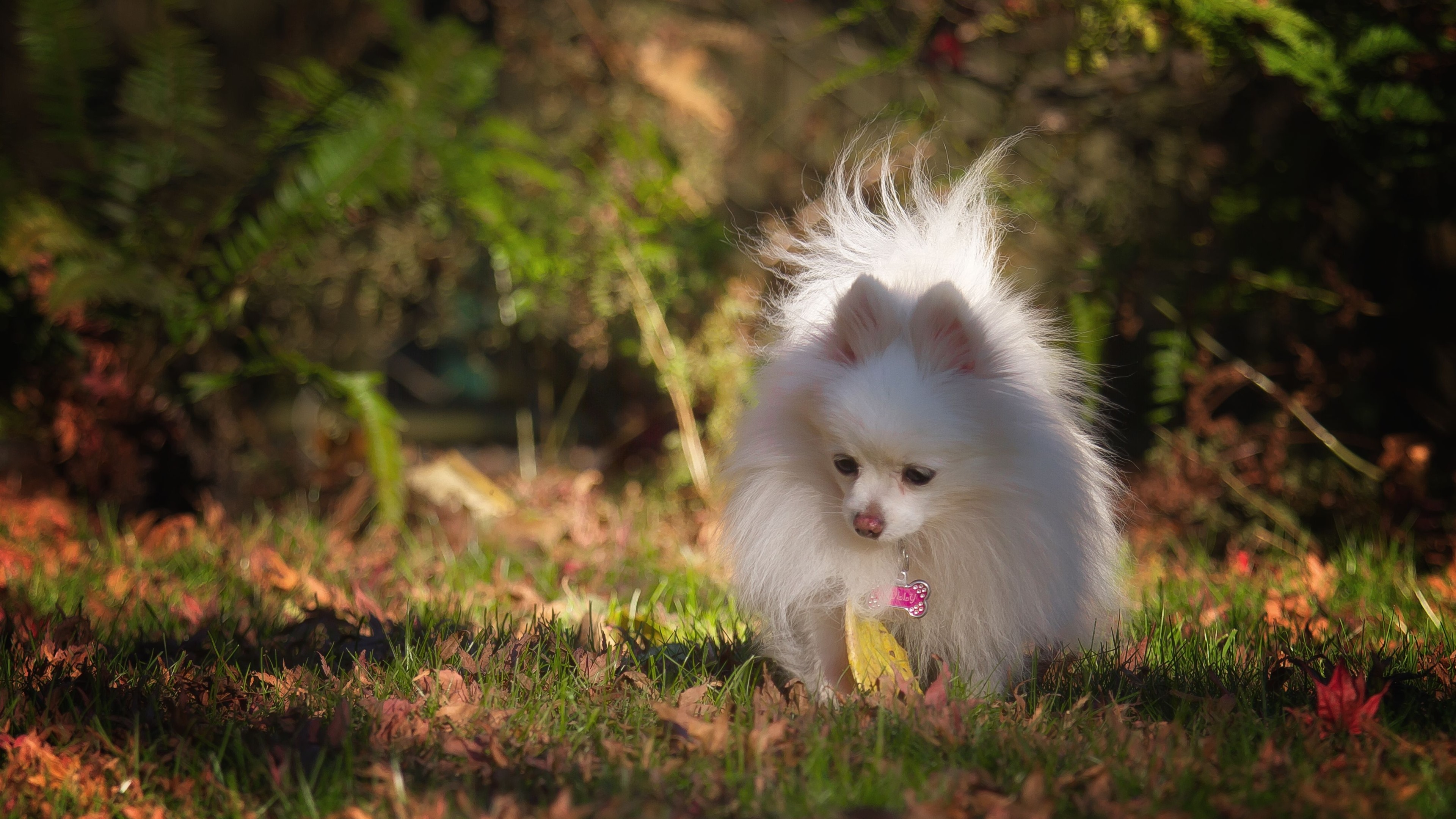 White Pomeranian Wallpapers