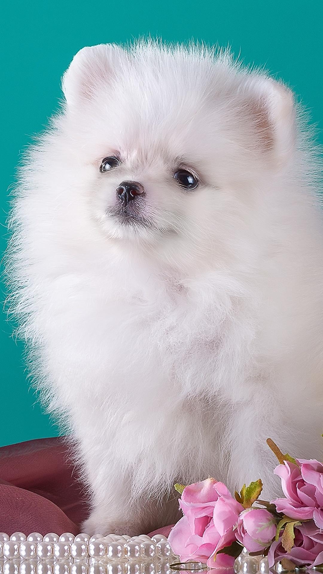 White Pomeranian Wallpapers