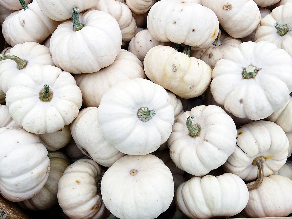 White Pumpkin Background