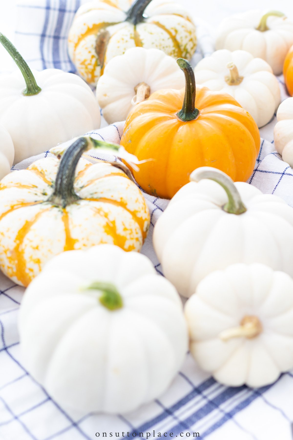 White Pumpkin Background