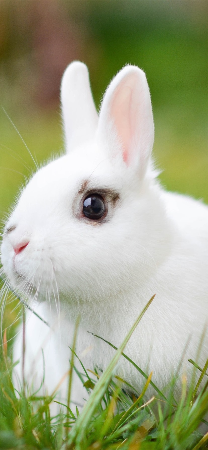 White Rabbit Wallpapers