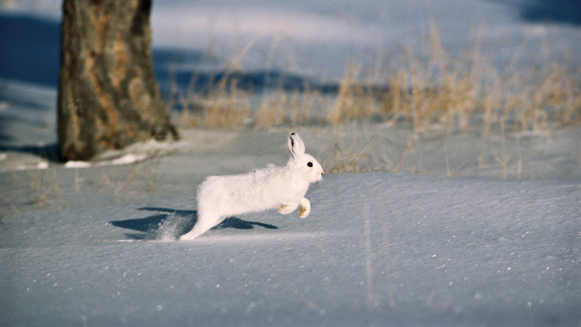 White Rabbit Wallpapers