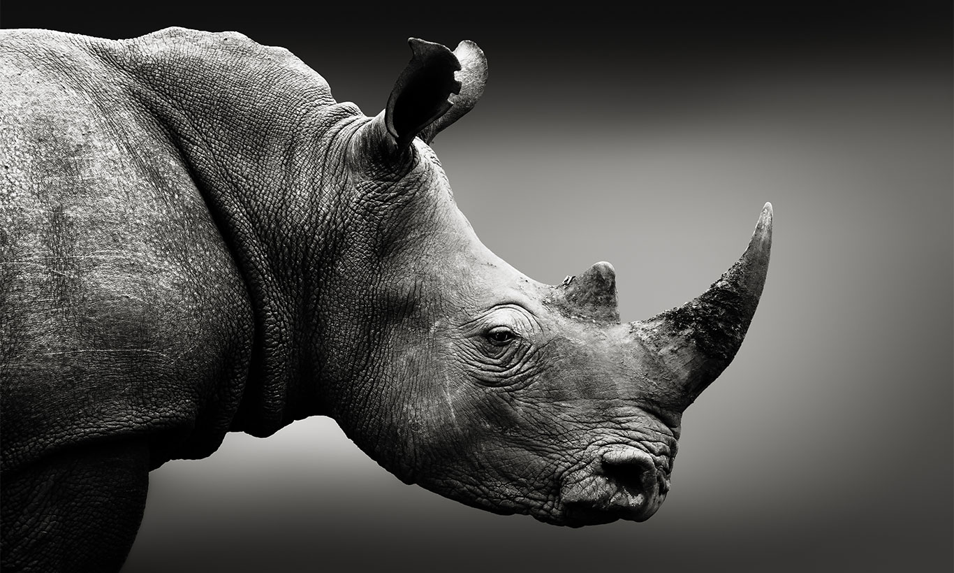 White Rhinoceros Wallpapers