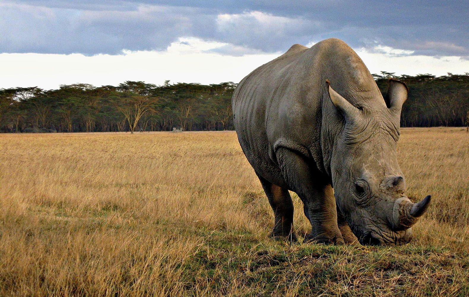 White Rhinoceros Wallpapers