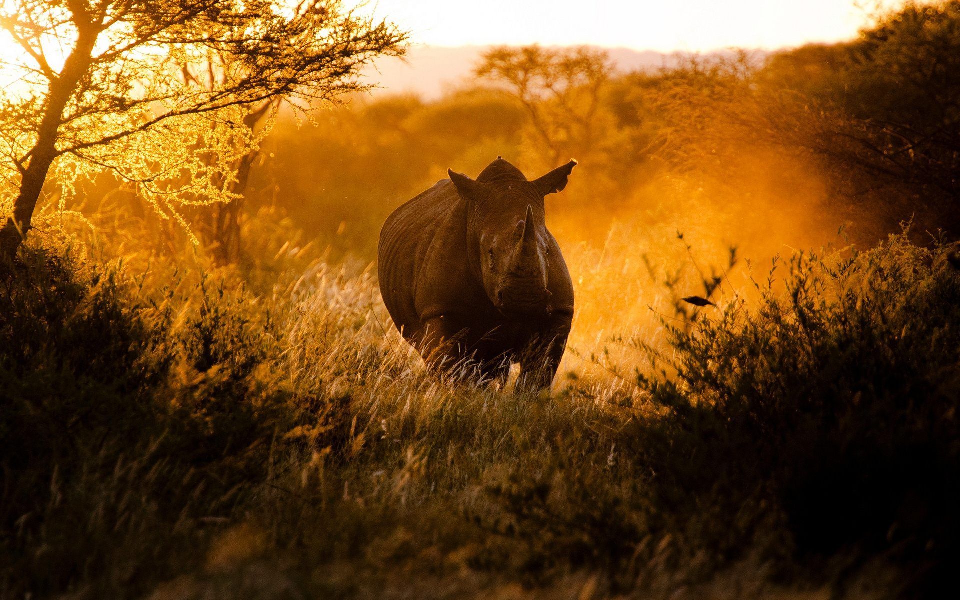 White Rhinoceros Wallpapers