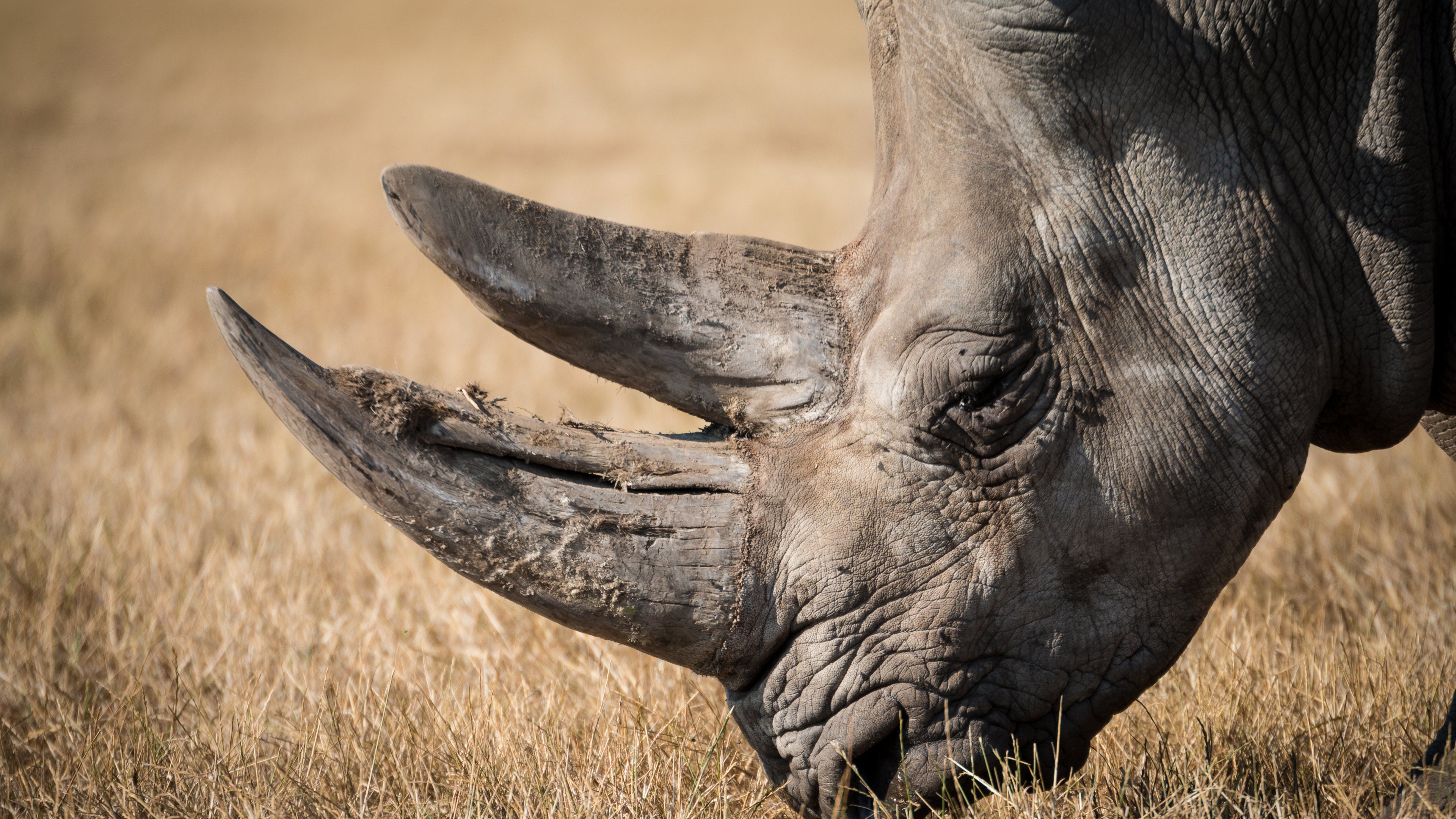 White Rhinoceros Wallpapers