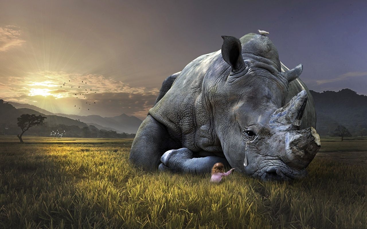 White Rhinoceros Wallpapers