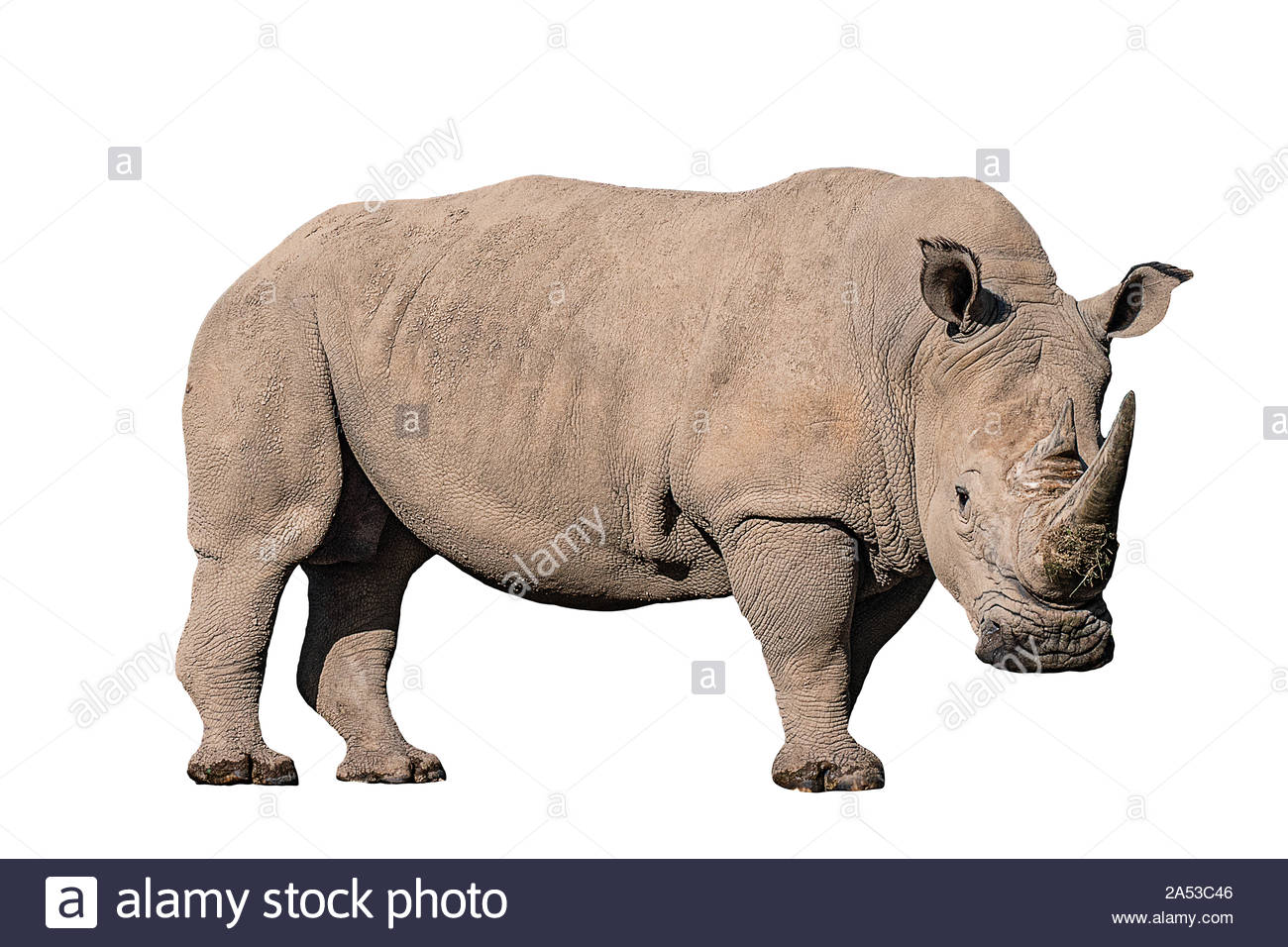 White Rhinoceros Wallpapers