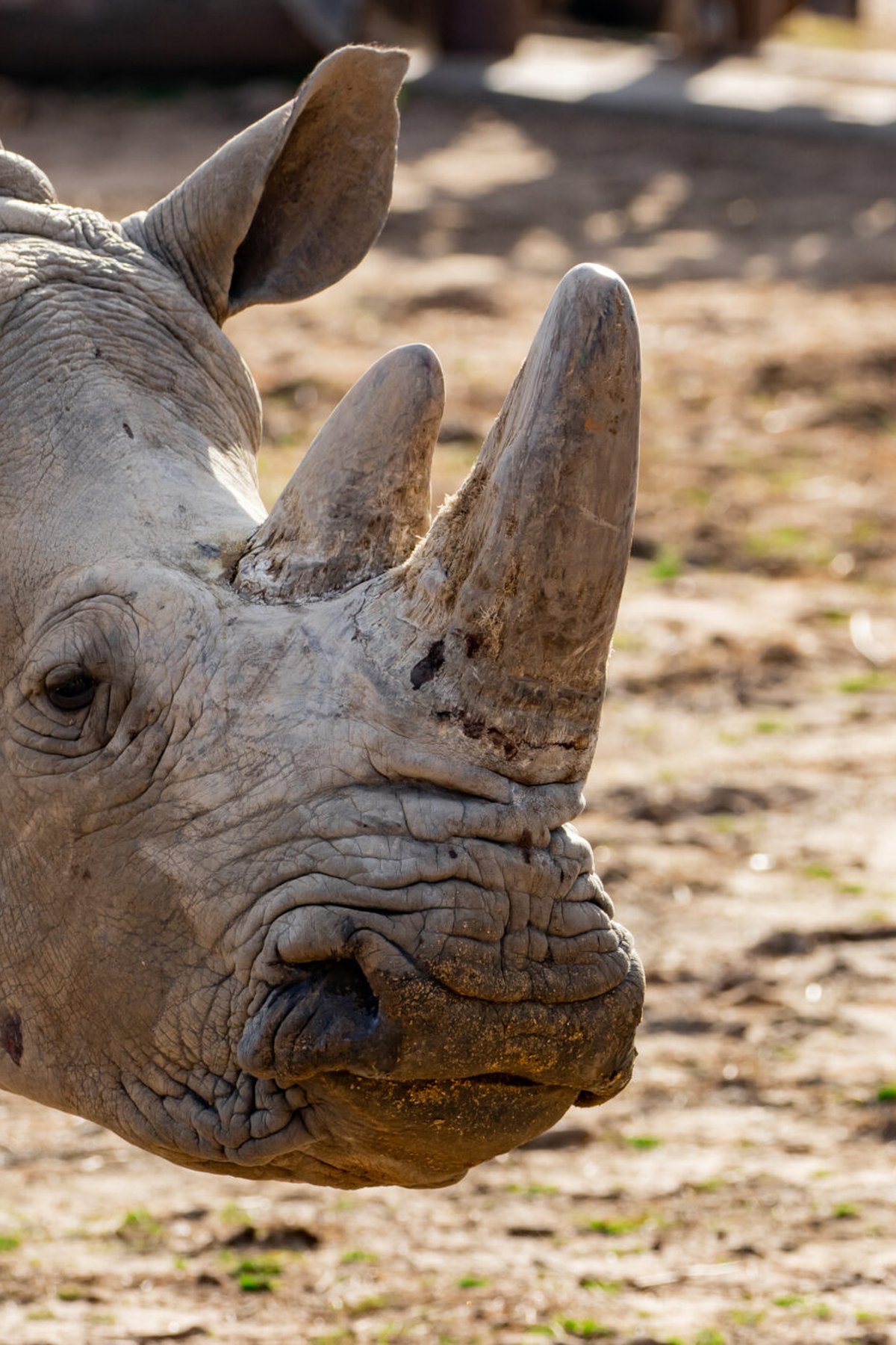 White Rhinoceros Wallpapers