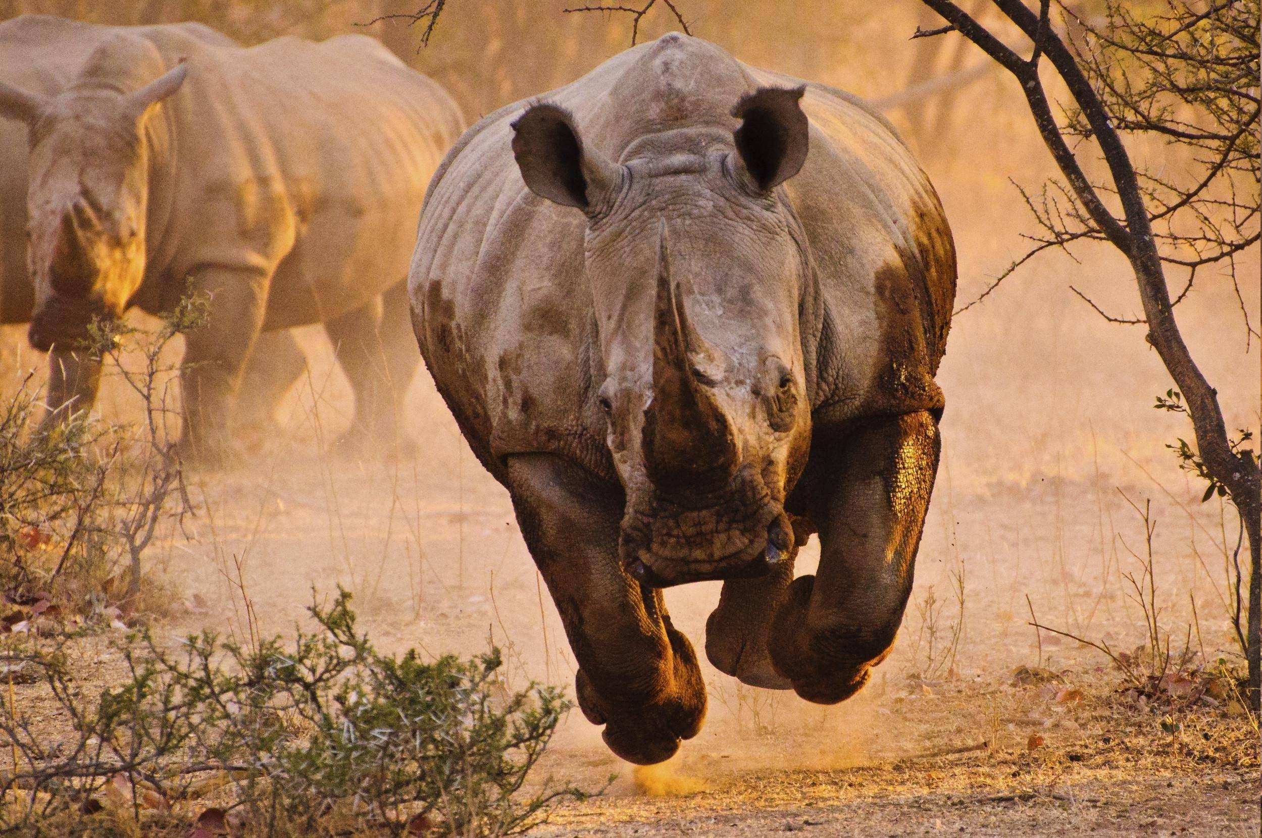 White Rhinoceros Wallpapers