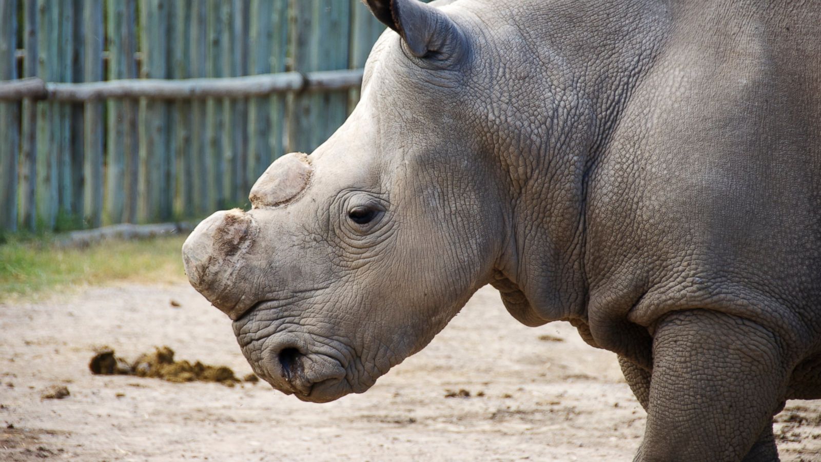 White Rhinoceros Wallpapers