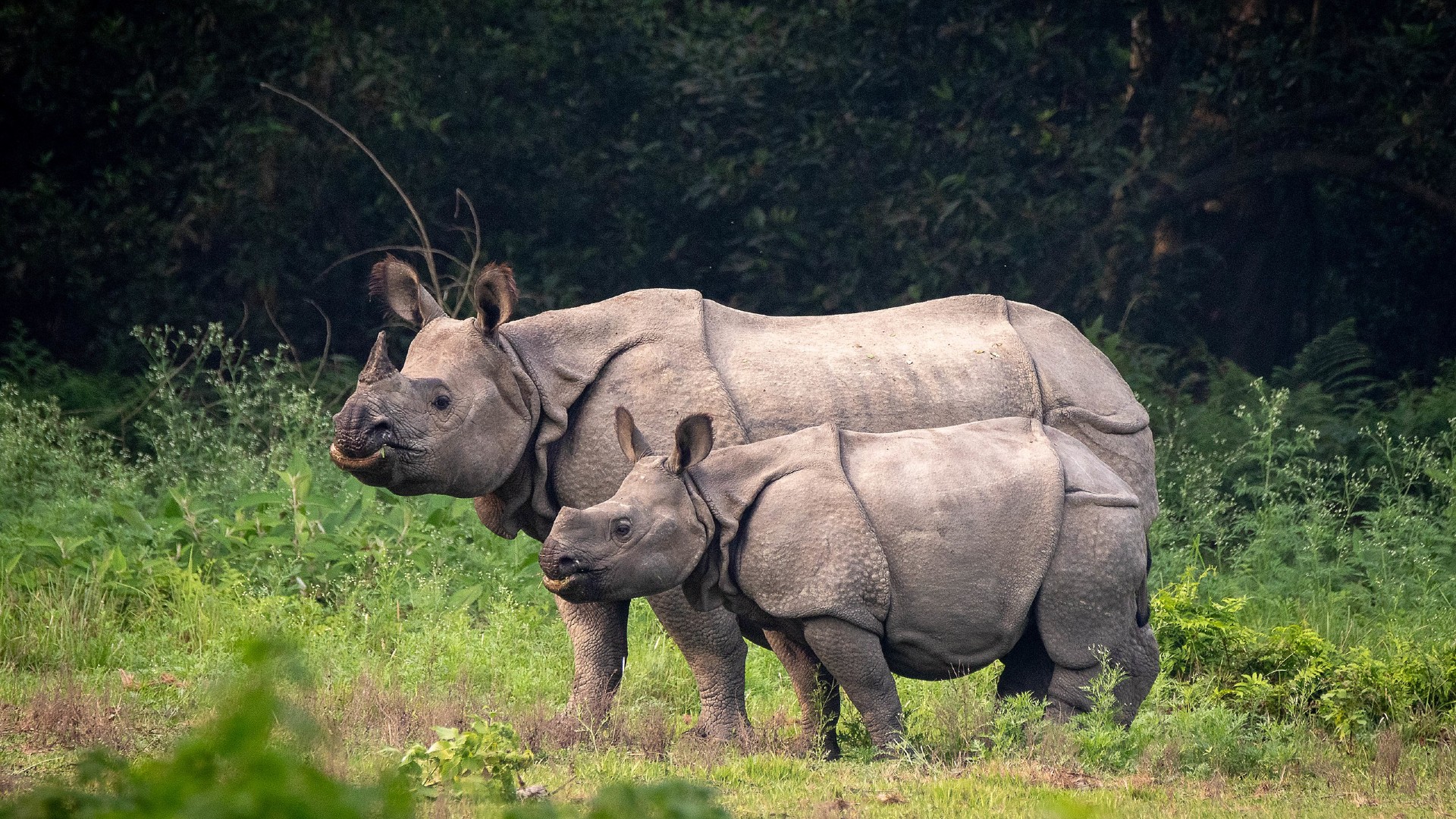 White Rhinoceros Wallpapers