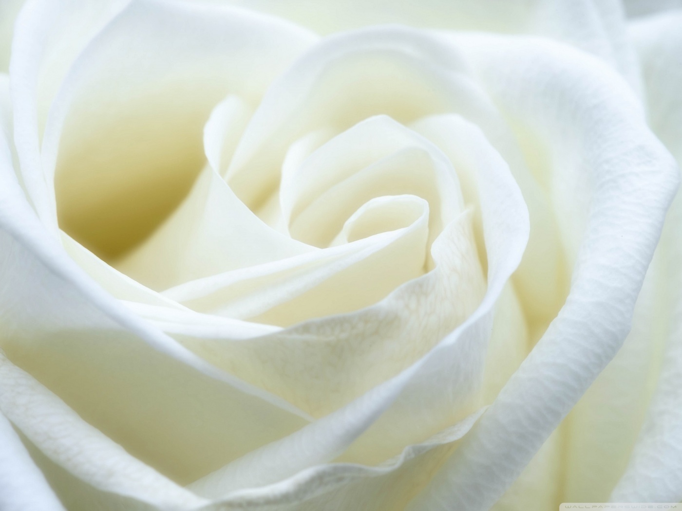 White Rose Wallpapers