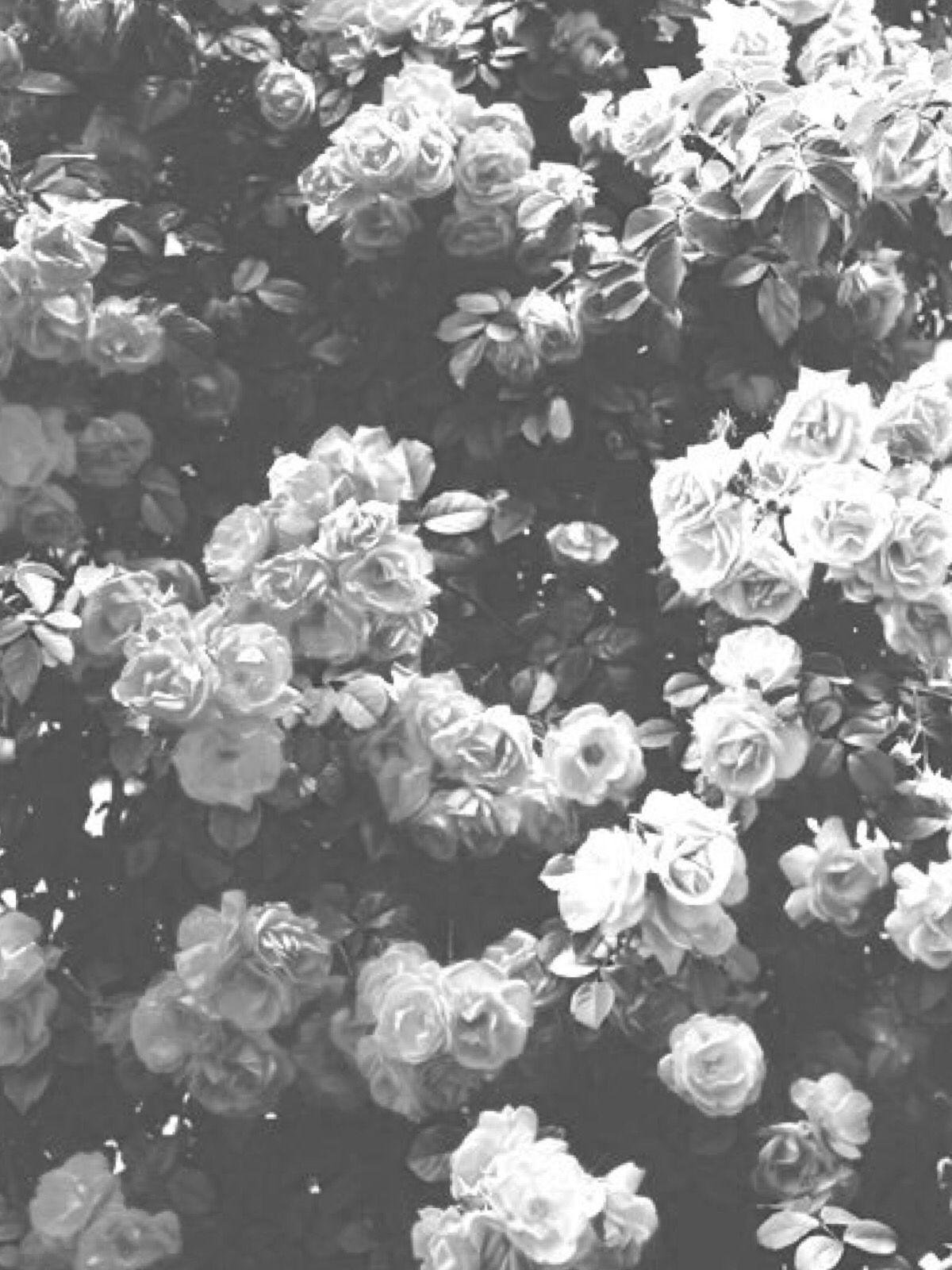 White Roses Aesthetic Wallpapers