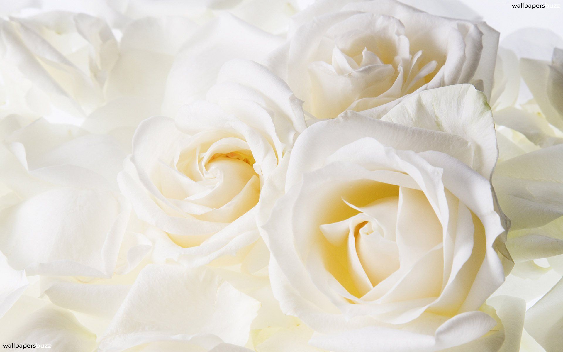 White Roses Screensaver Wallpapers