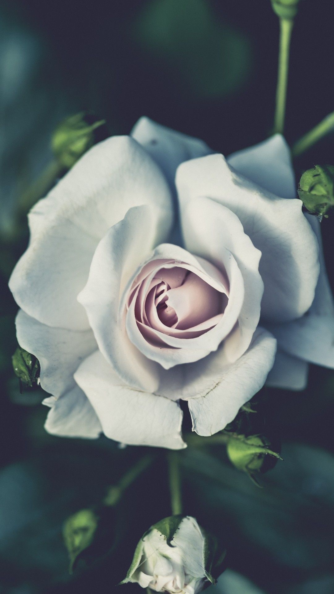 White Roses Screensaver Wallpapers