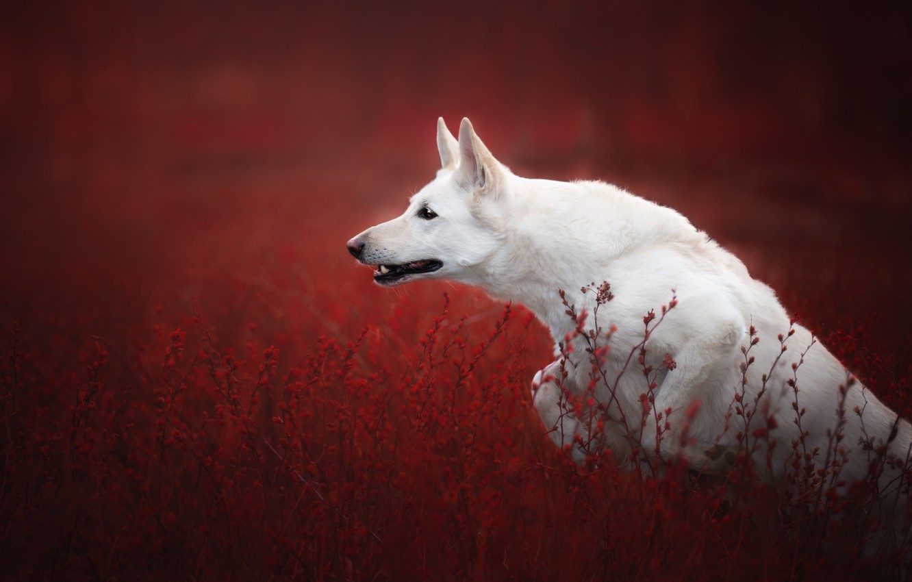 White Shepherd Wallpapers