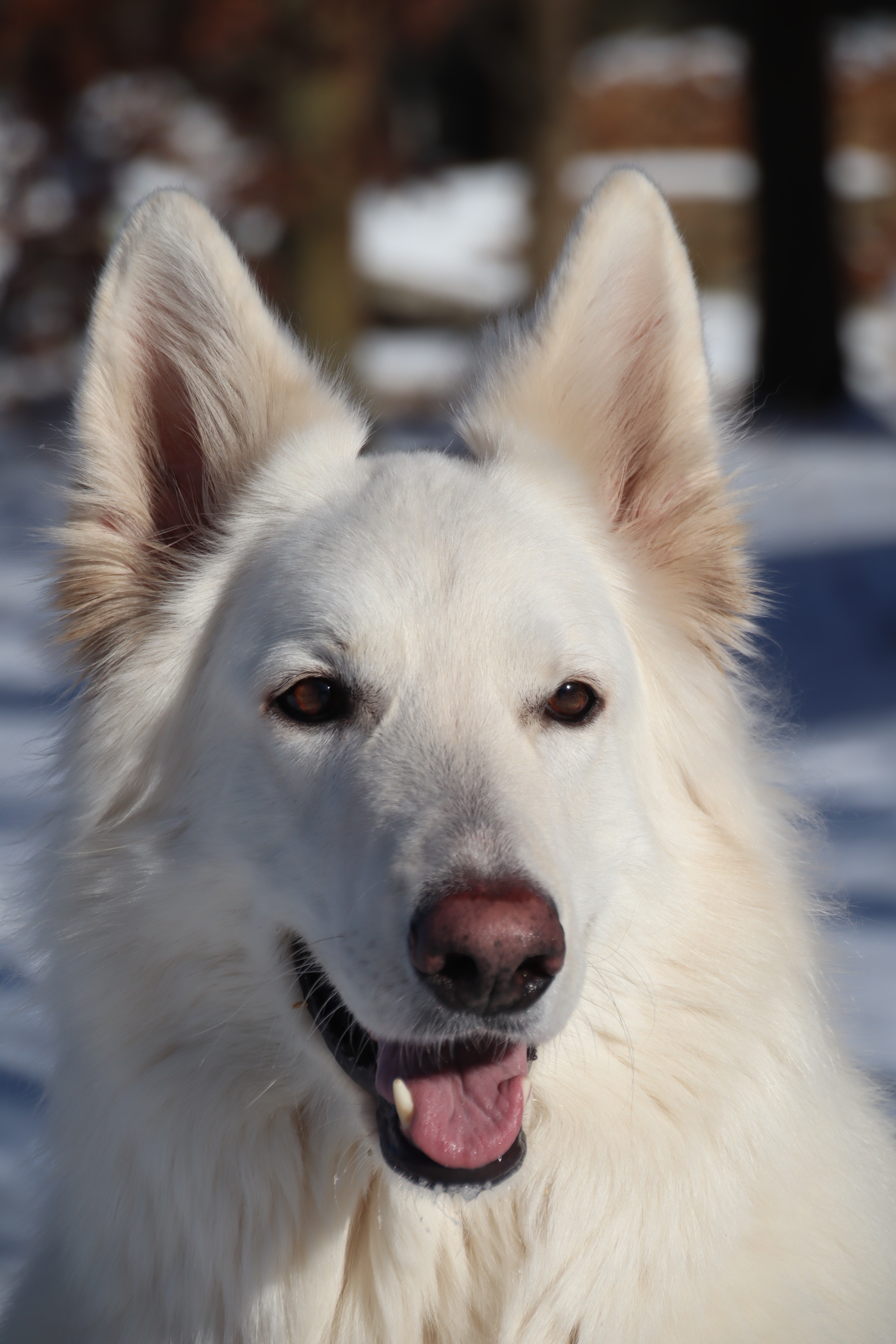 White Shepherd Wallpapers