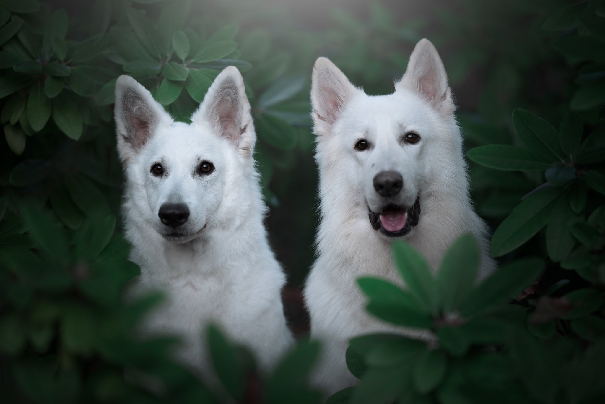 White Shepherd Wallpapers