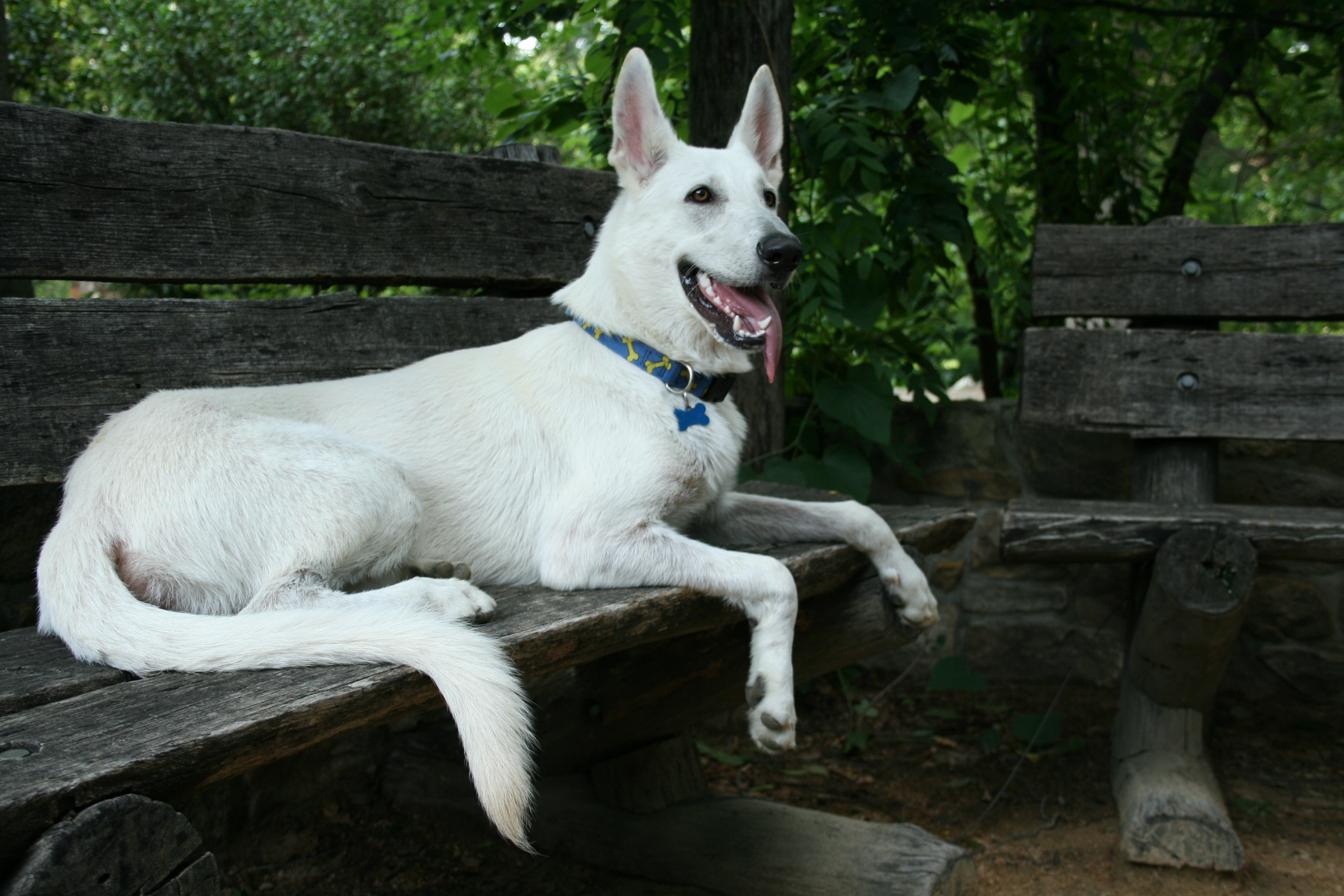 White Shepherd Wallpapers