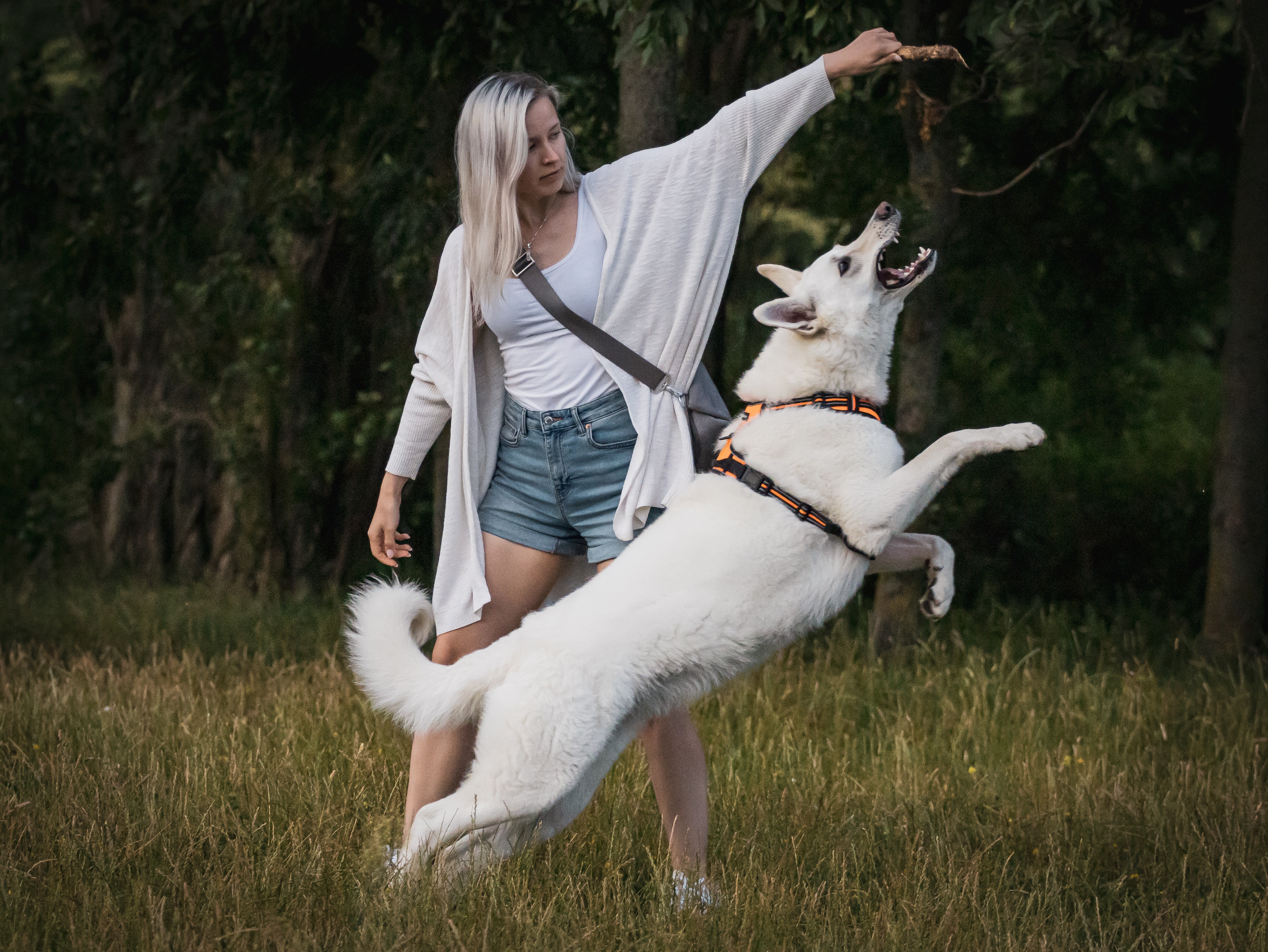 White Shepherd Wallpapers