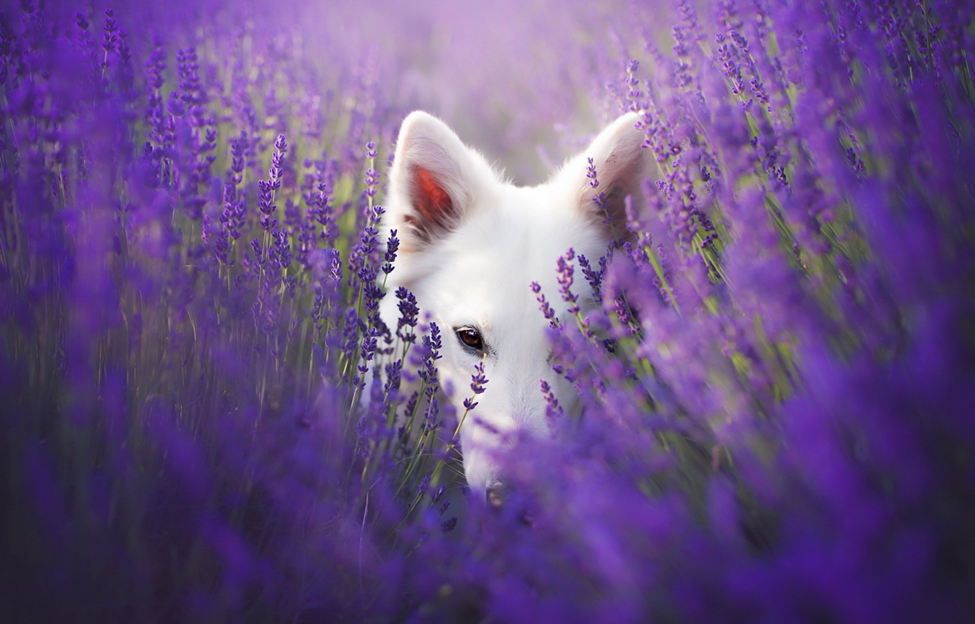 White Shepherd Wallpapers