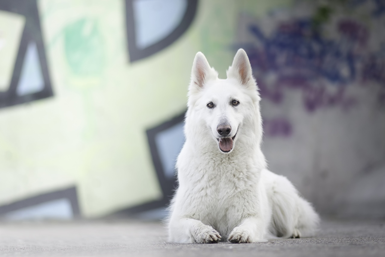 White Shepherd Wallpapers