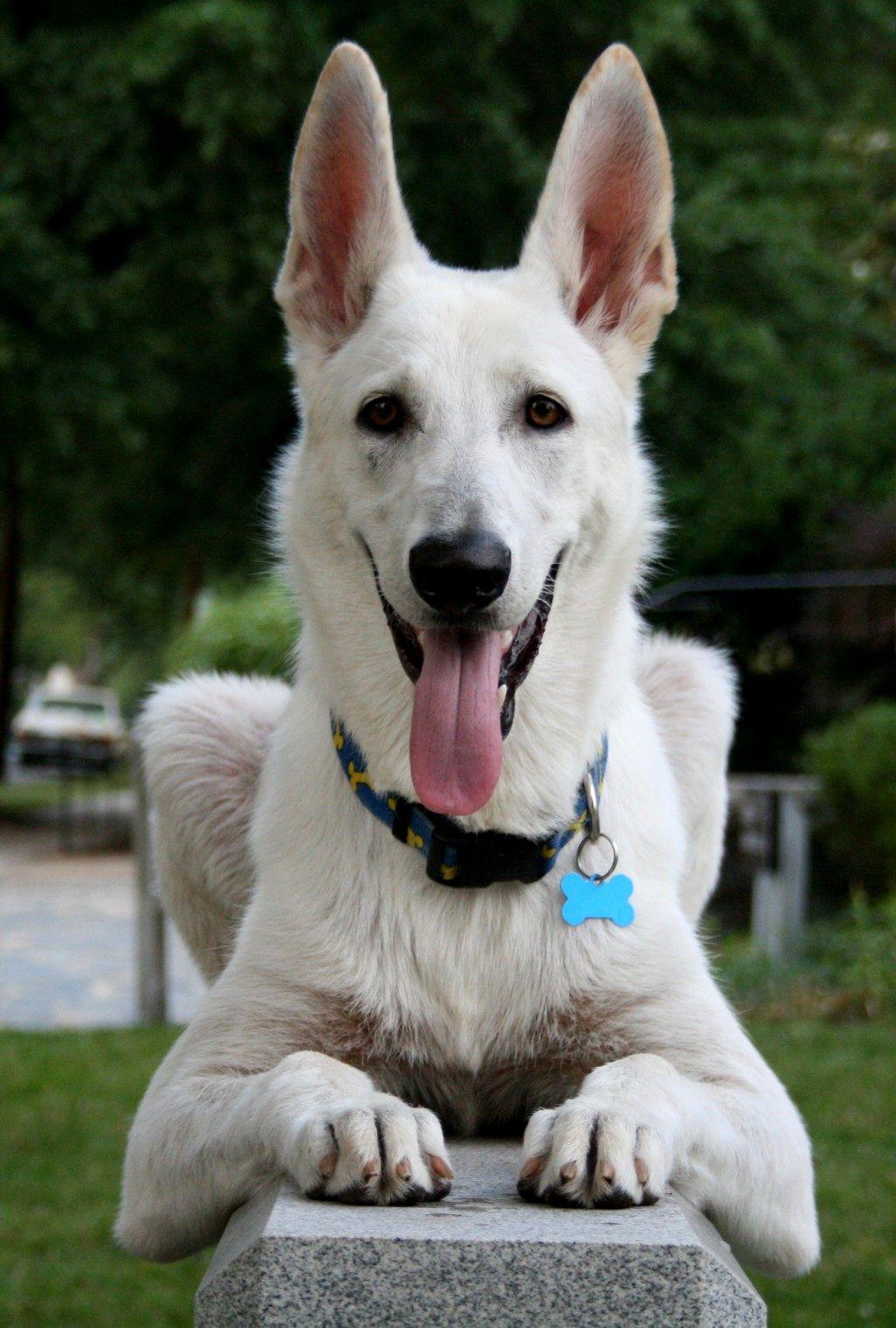 White Shepherd Wallpapers