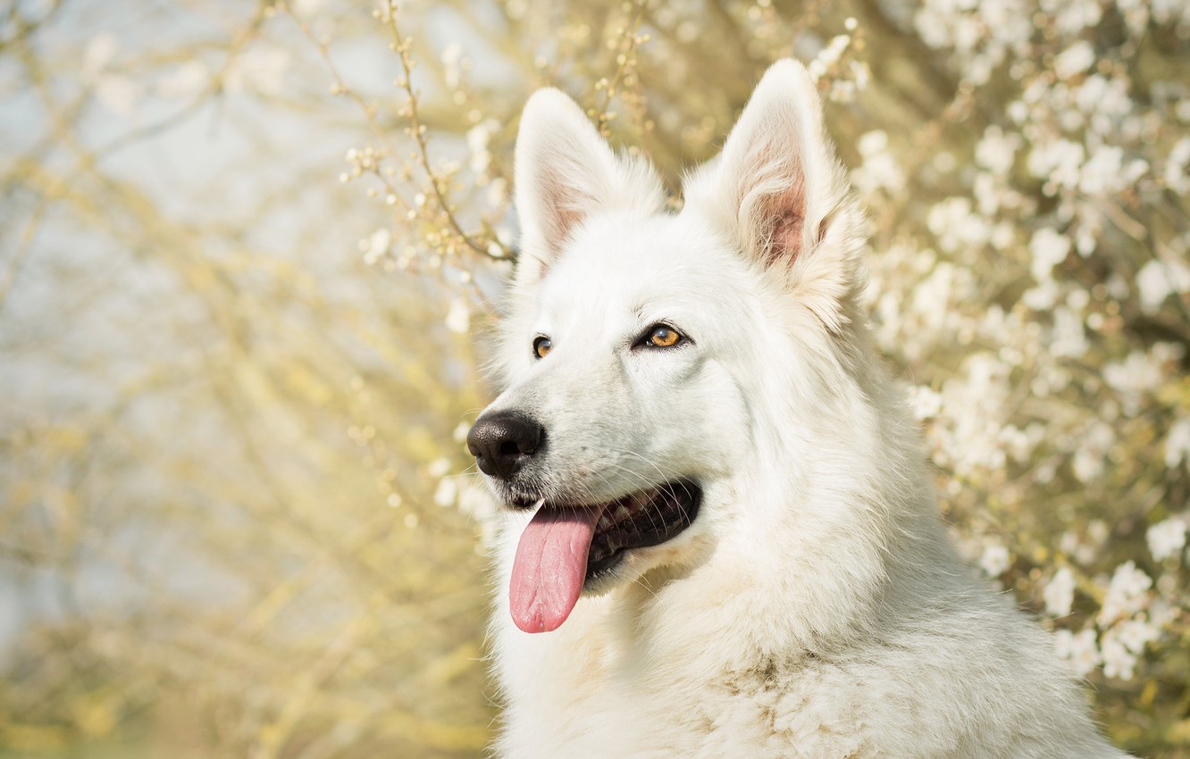 White Shepherd Wallpapers