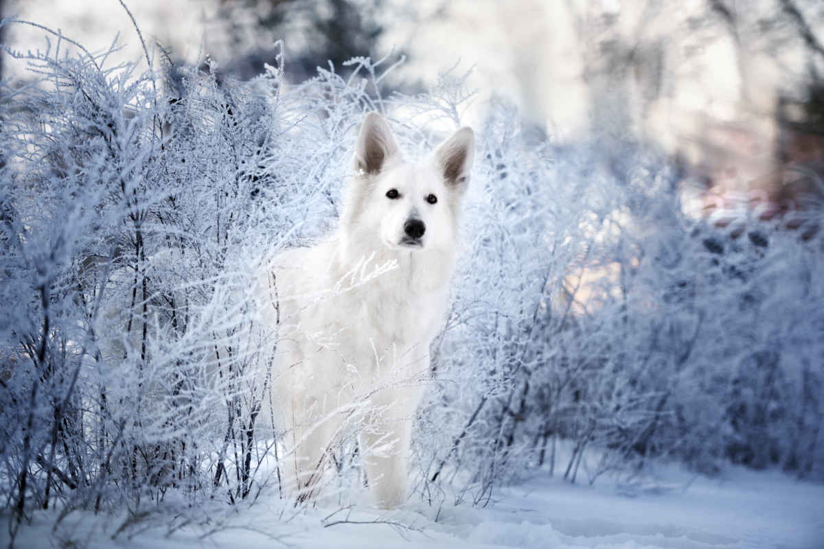 White Shepherd Wallpapers