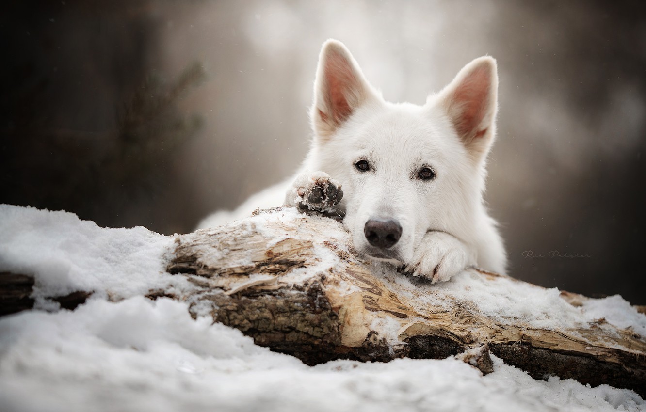 White Shepherd Wallpapers