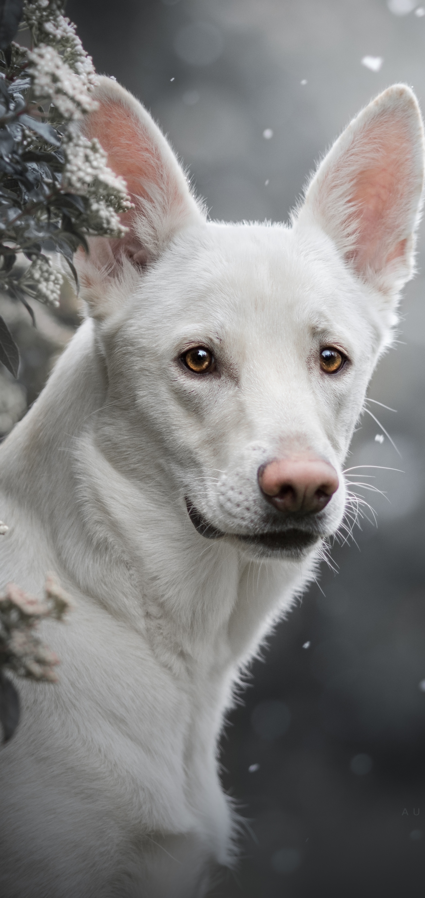 White Shepherd Wallpapers